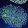 Large Aussie Bi-Colour Walling Frogspawn