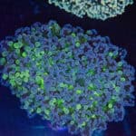 Large Aussie Bi-Colour Walling Frogspawn