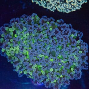 Large Aussie Bi-Colour Walling Frogspawn