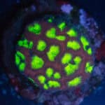 Nuclear Blast Favia Colony