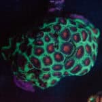 WYSIWYG Purple Green Favia