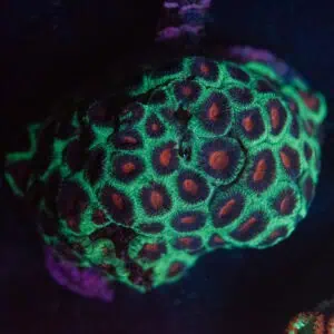 WYSIWYG Purple Green Favia