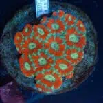 WYSIWYG Red Green Acan Colony