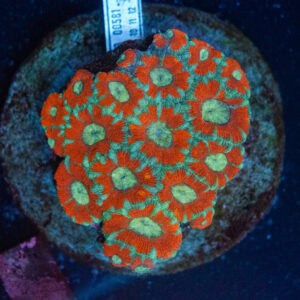 WYSIWYG Red Green Acan Colony