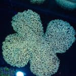 WYSIWYG Giant Walling Octospawn