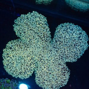 WYSIWYG Giant Walling Octospawn