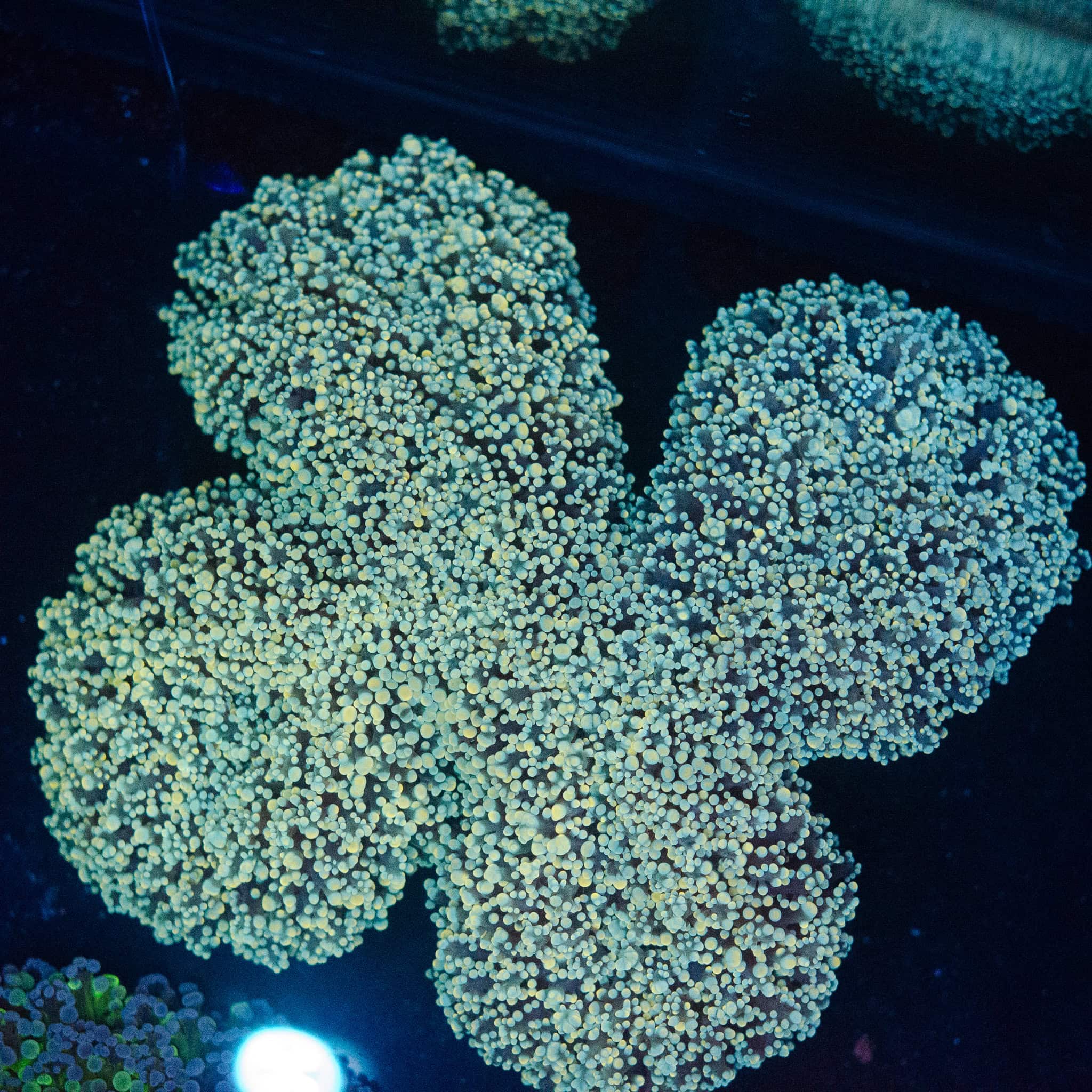 WYSIWYG Giant Walling Octospawn