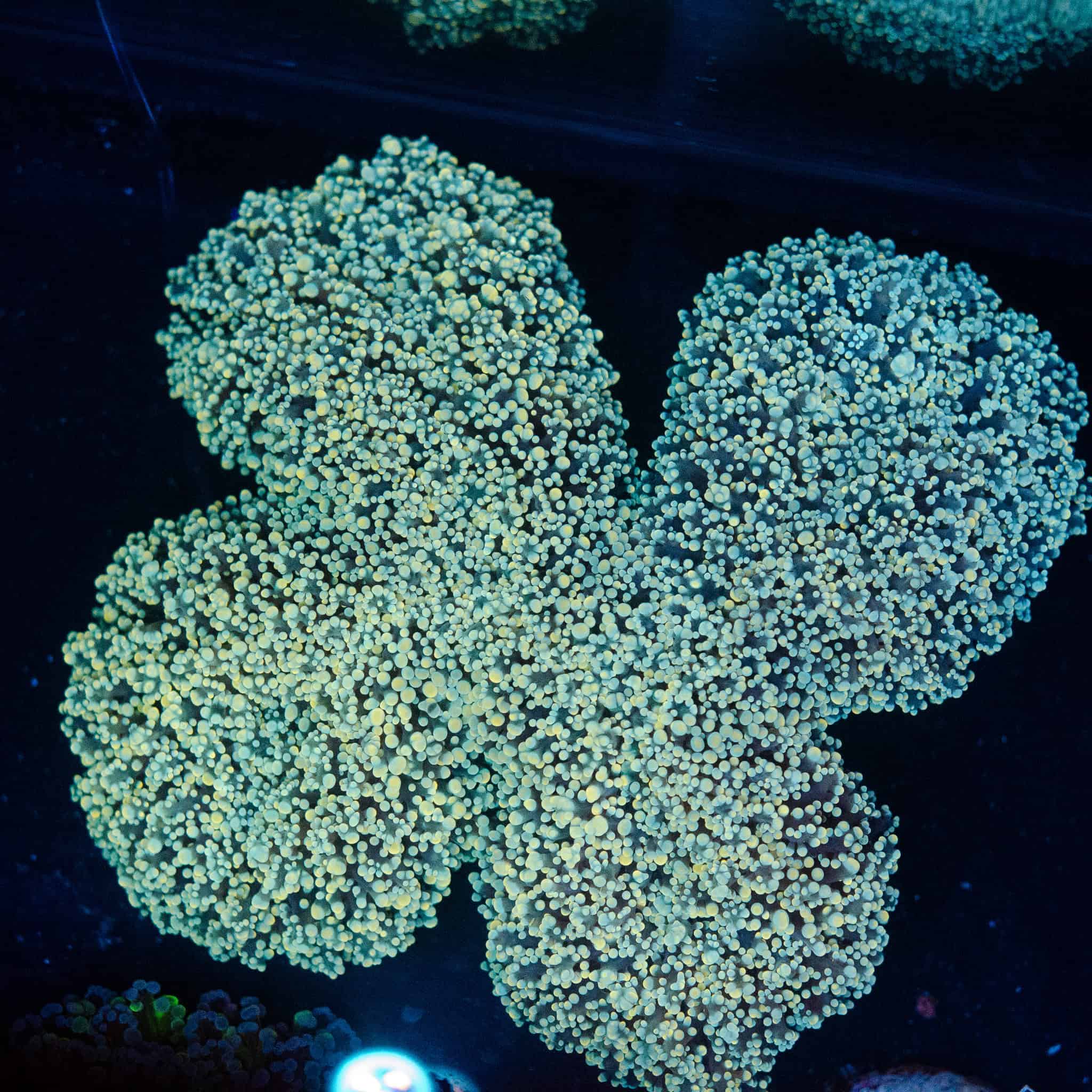 WYSIWYG Giant Walling Octospawn - Image 2