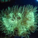 WYSIWYG Neon Green Elegance