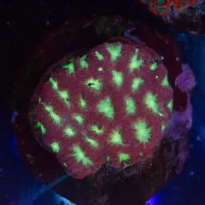 WYSIWYG Red Green Favia