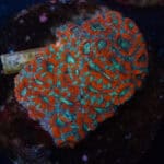 WYSIWYG Red/Teal Acan Colony