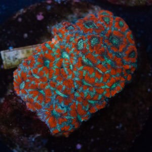 WYSIWYG Red/Teal Acan Colony