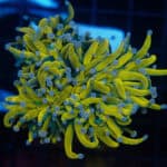 WYSIWYG Large Purple Tip Grail