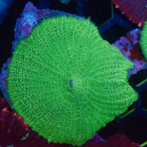 Toxic Green Discosoma Mushroom