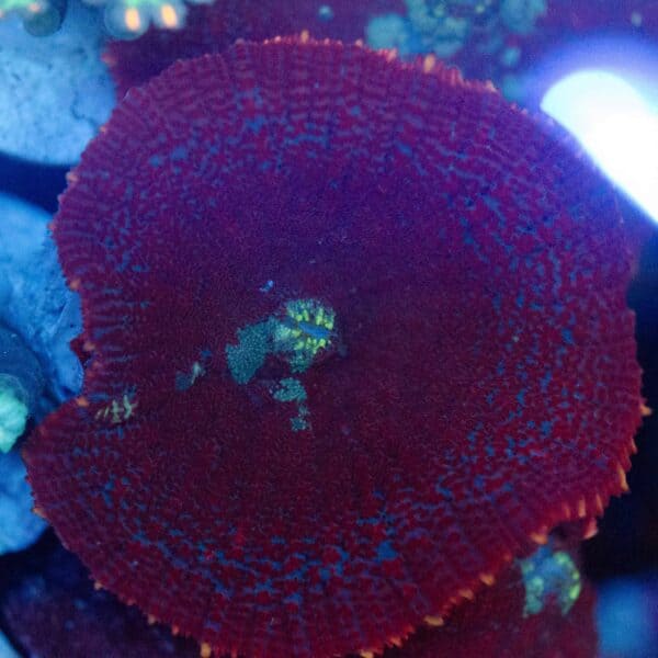 DSC_0690 Ultra Red Discosoma Mushroom