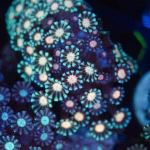 Rainbow Alveopora