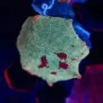 Jawbreaker Mushroom