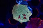 Jawbreaker Mushroom