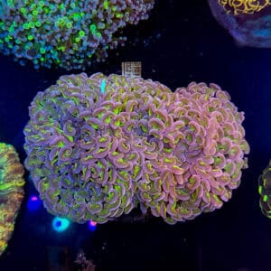 WYSIWYG Walling Hologram Hammer