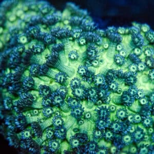 WYSIWYG XL Headlight Goniopora Colony