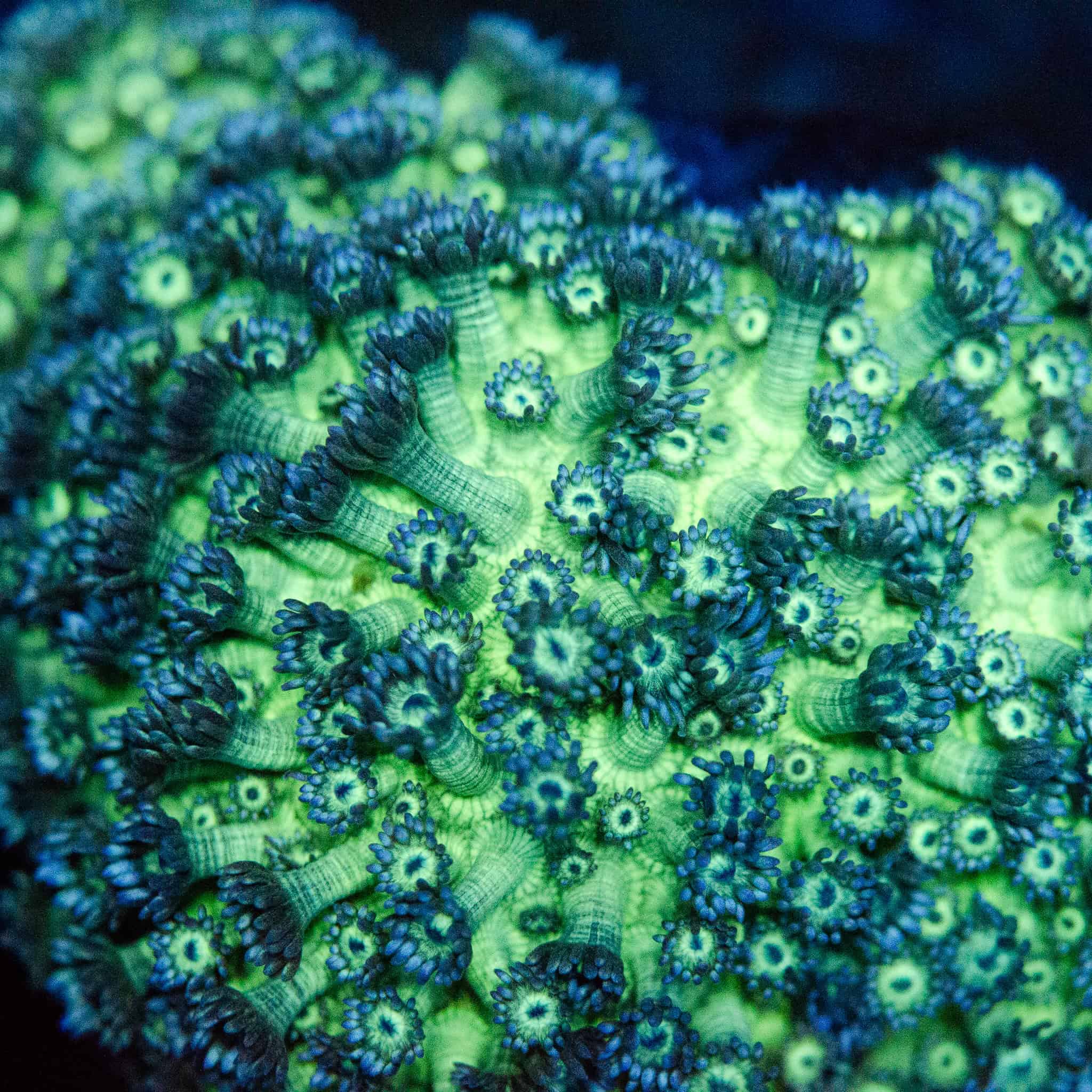 WYSIWYG XL Headlight Goniopora Colony