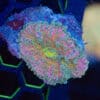 WYSIWYG Pink Rainbow Yuma Mushroom