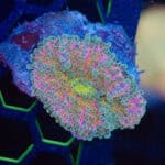 WYSIWYG Pink Rainbow Yuma Mushroom