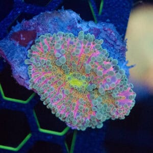 WYSIWYG Pink Rainbow Yuma Mushroom