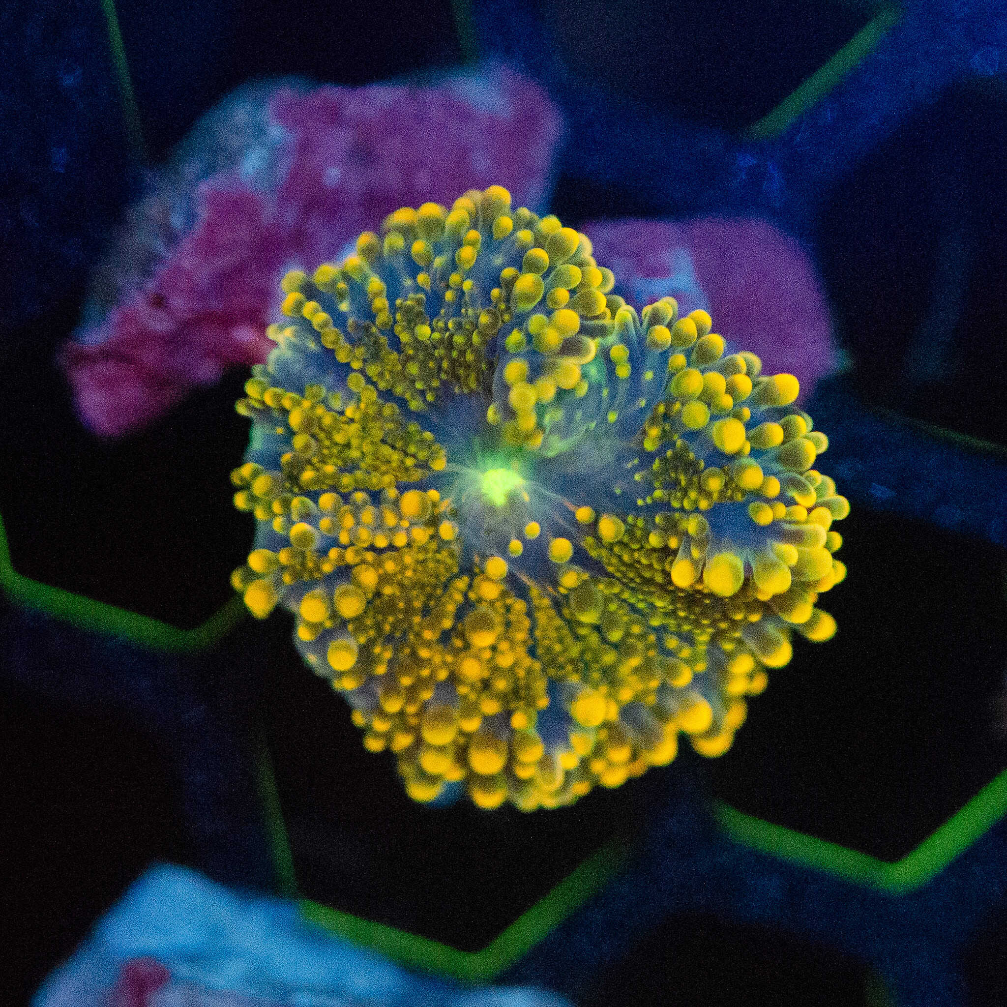 Orange Yuma Mushroom - Image 2