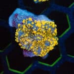 Orange Yuma Mushroom