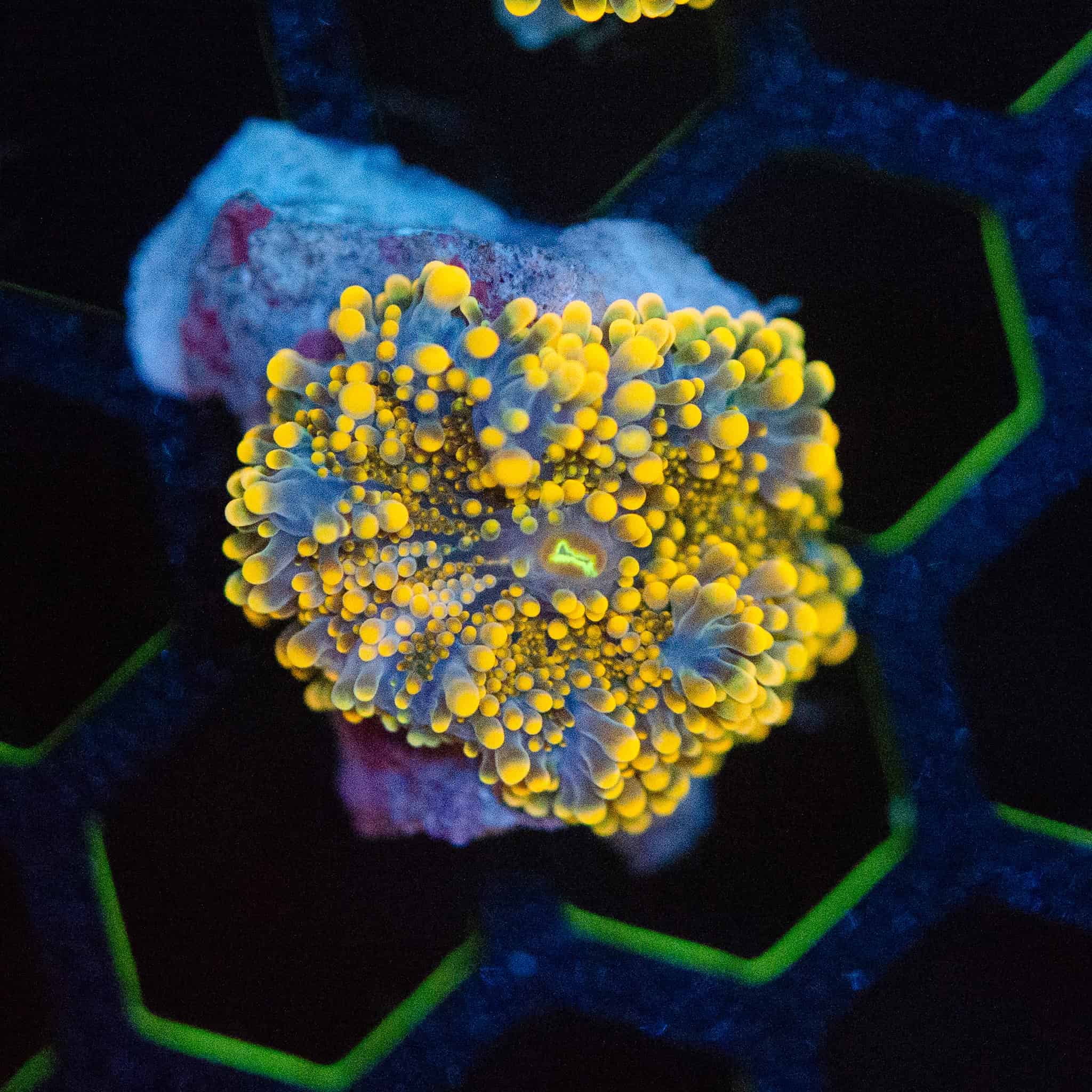 Orange Yuma Mushroom