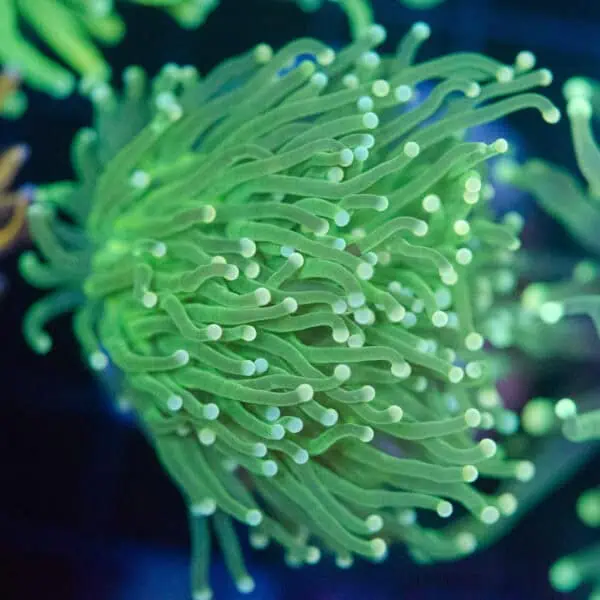 Green Torch