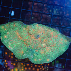 WYSIWYG Large Green & Orange Chalice