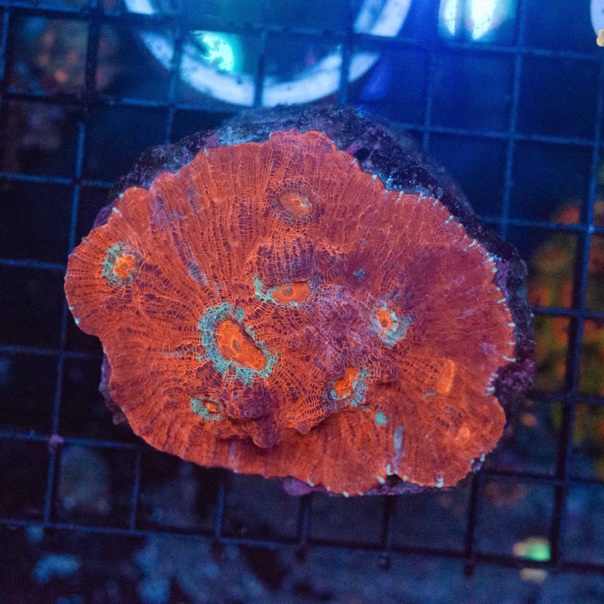 WYSIWYG Large Red & Blue Chalice