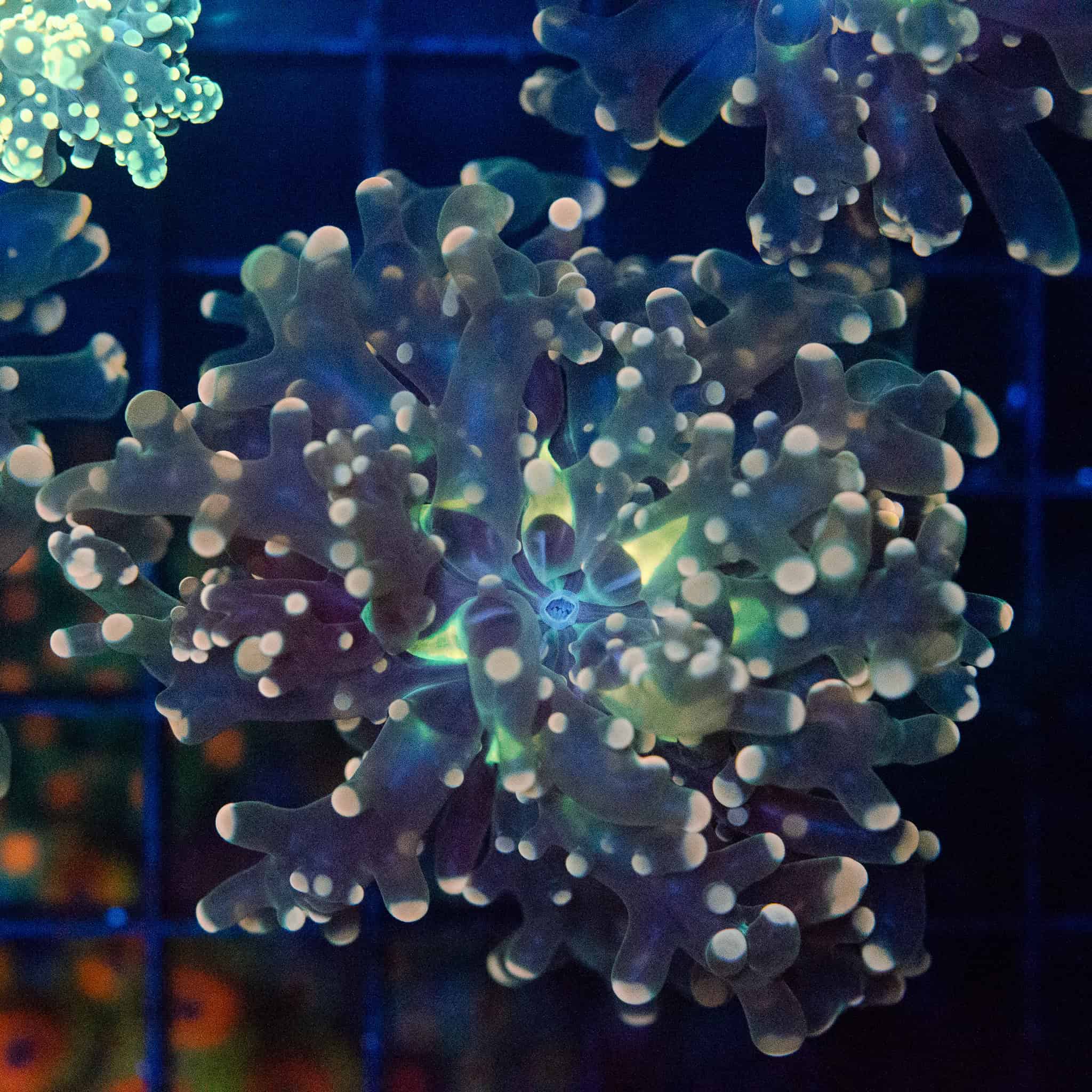 Pink Tip Frogspawn - Image 5