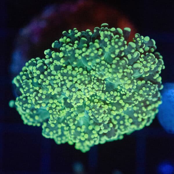 DSC_0118 Toxic Green Octospawn