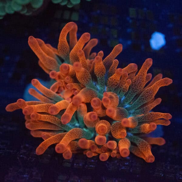 Tricolour Bubble Tip Anemone
