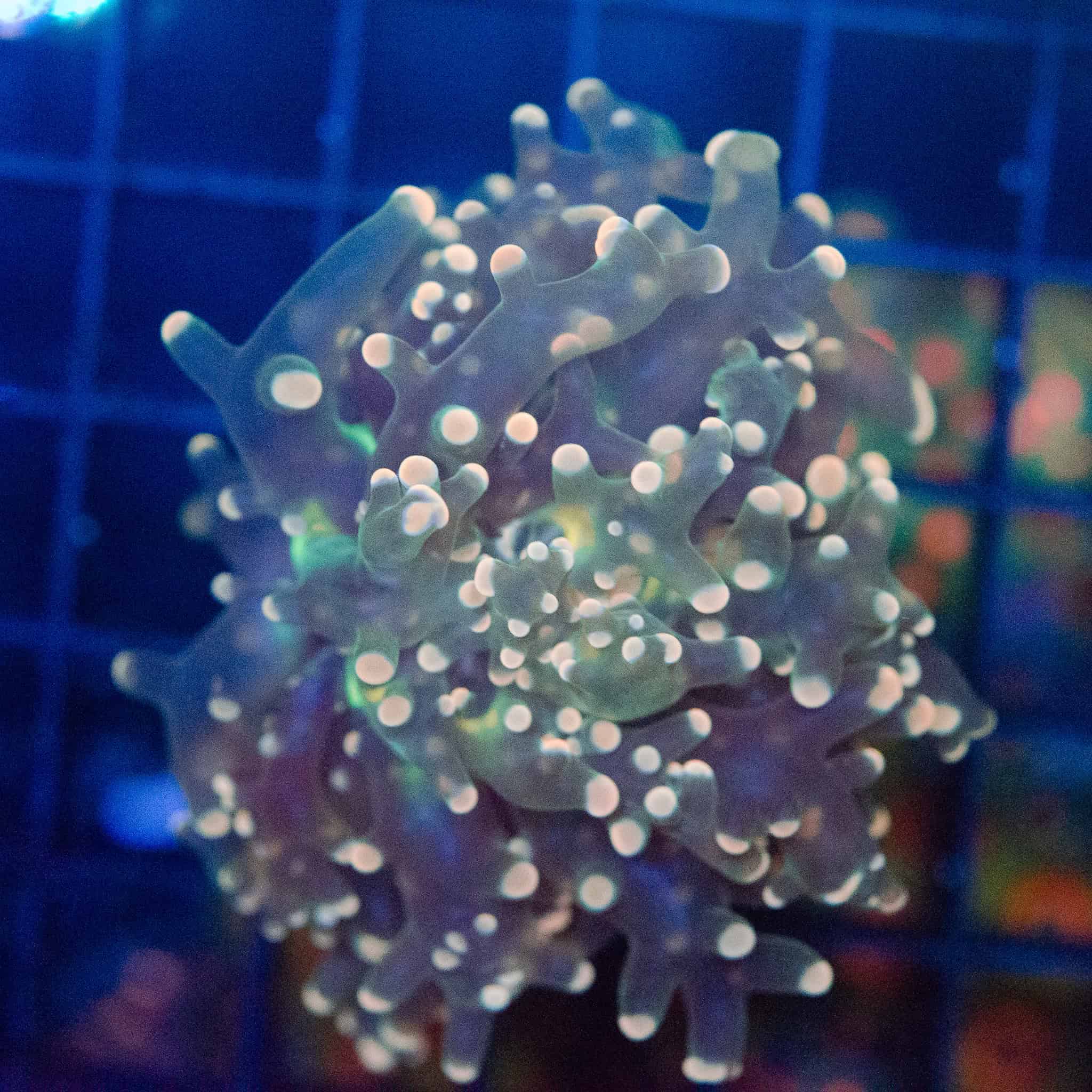 Pink Tip Frogspawn - Image 2