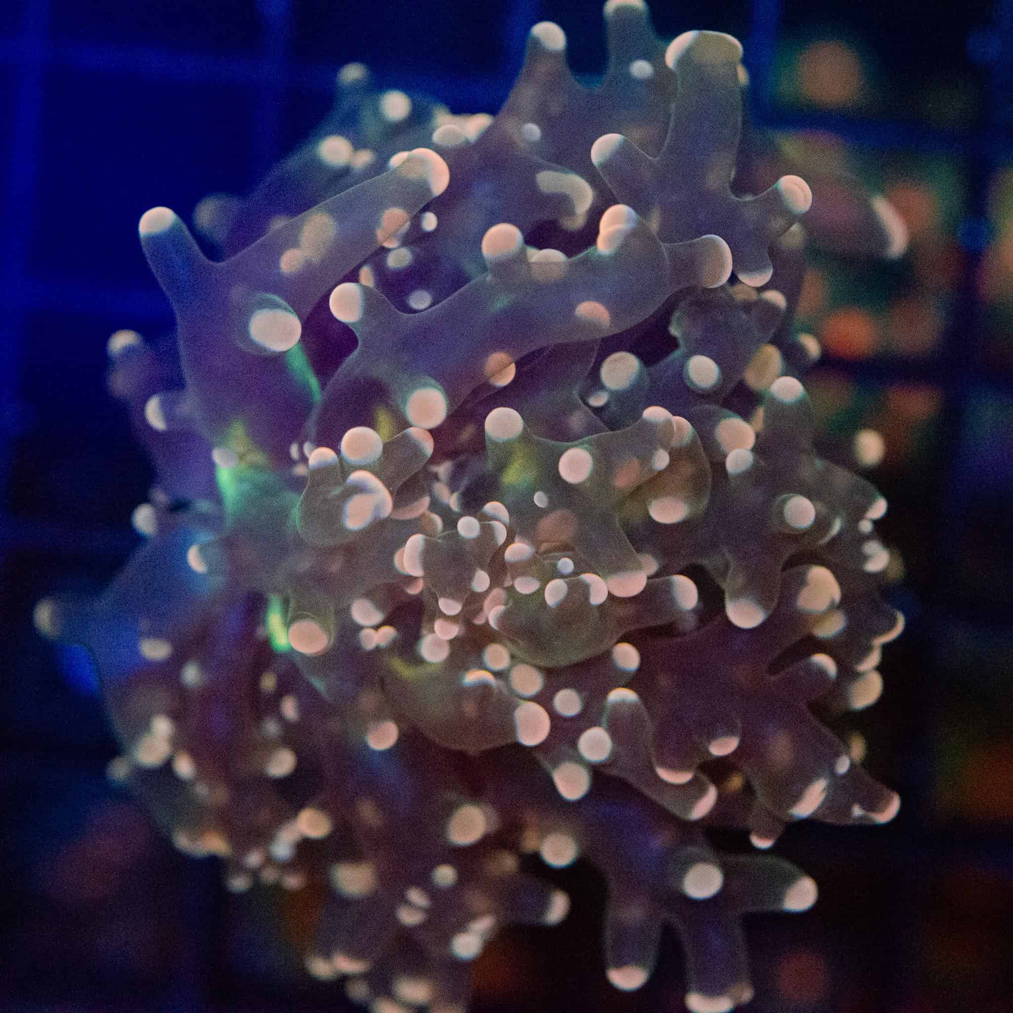 Pink Tip Frogspawn - Image 3