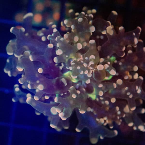 Pink Tip Frogspawn