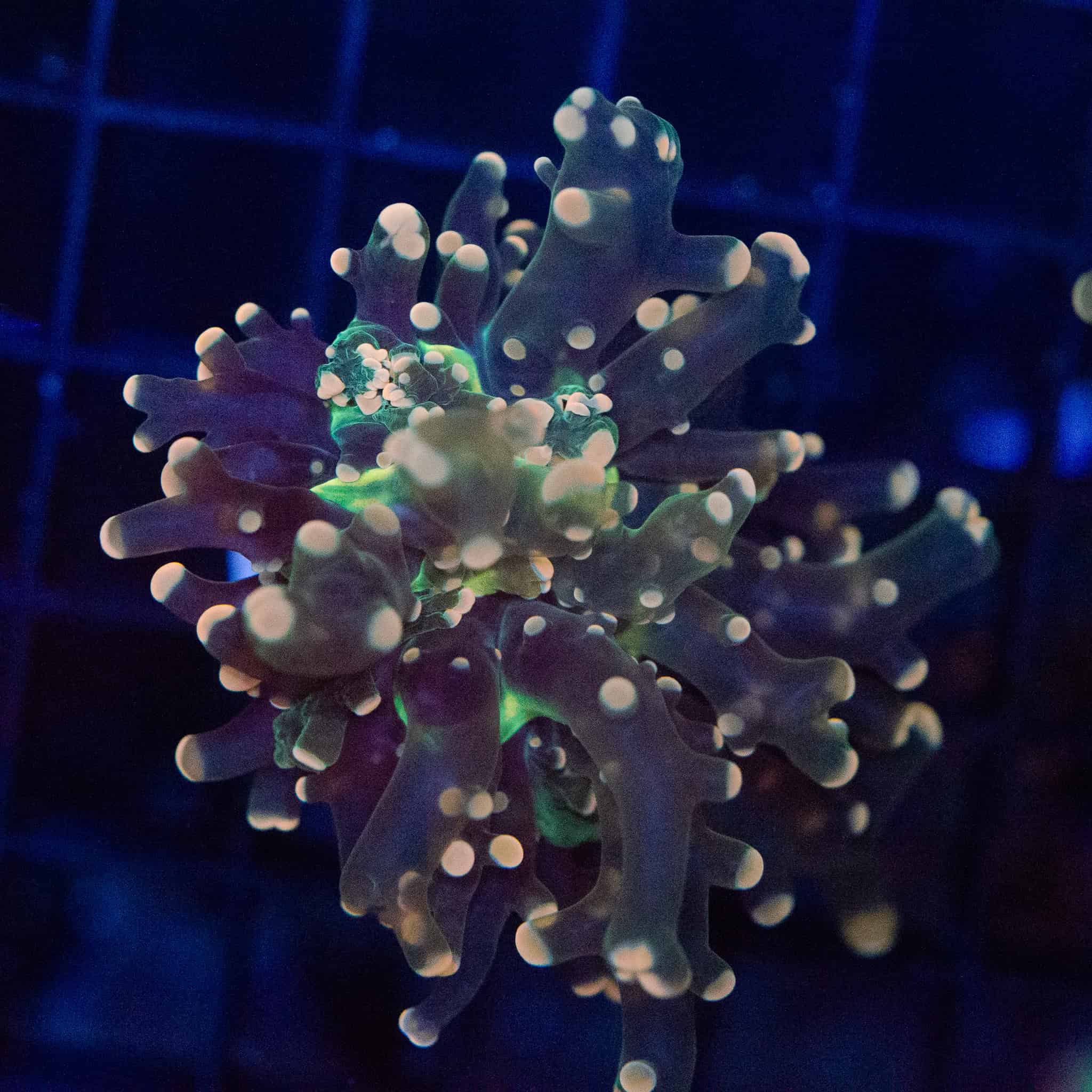 Pink Tip Frogspawn - Image 4