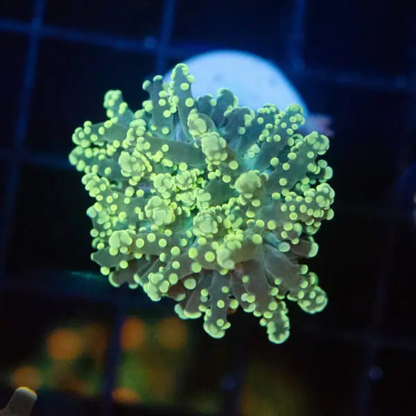 Toxic Green Octospawn