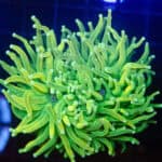 WYSIWYG Large Holy Grail Torch