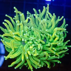 WYSIWYG Large Holy Grail Torch