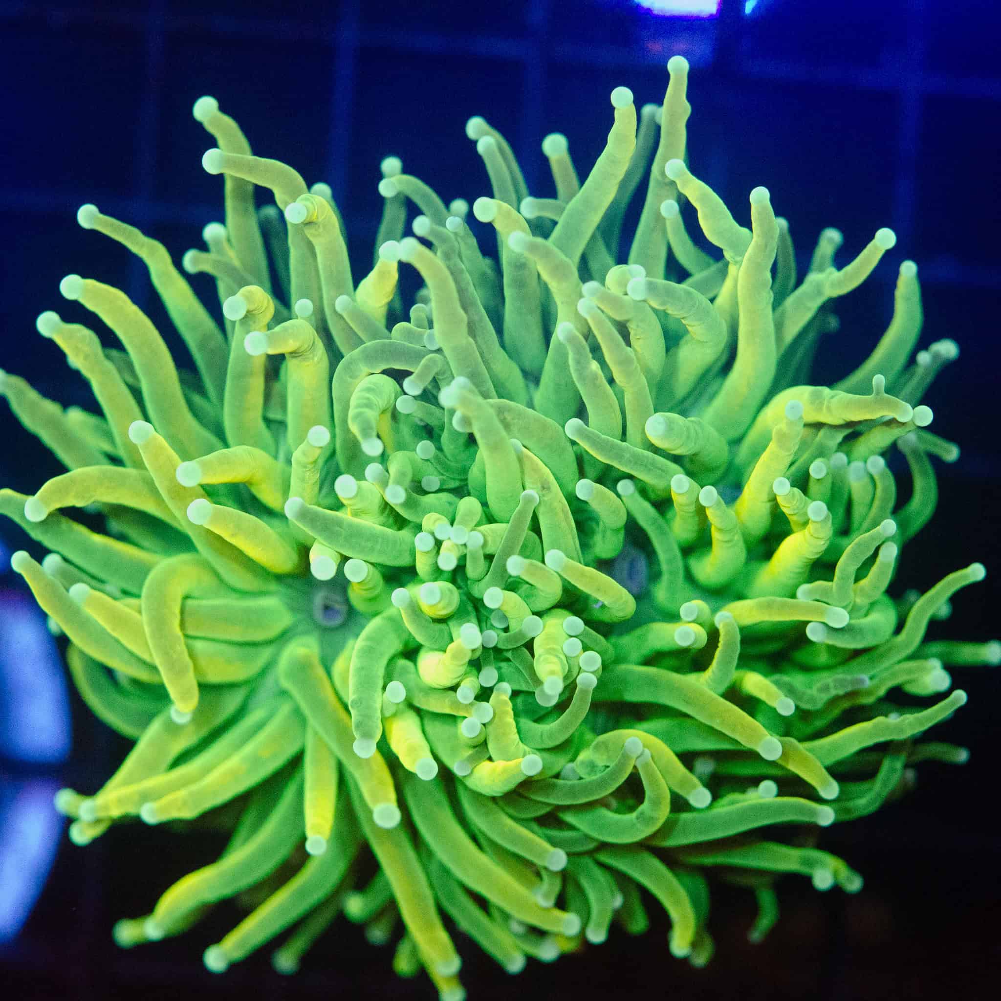 WYSIWYG Large Holy Grail Torch