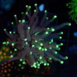 Green Tip Joker Torch