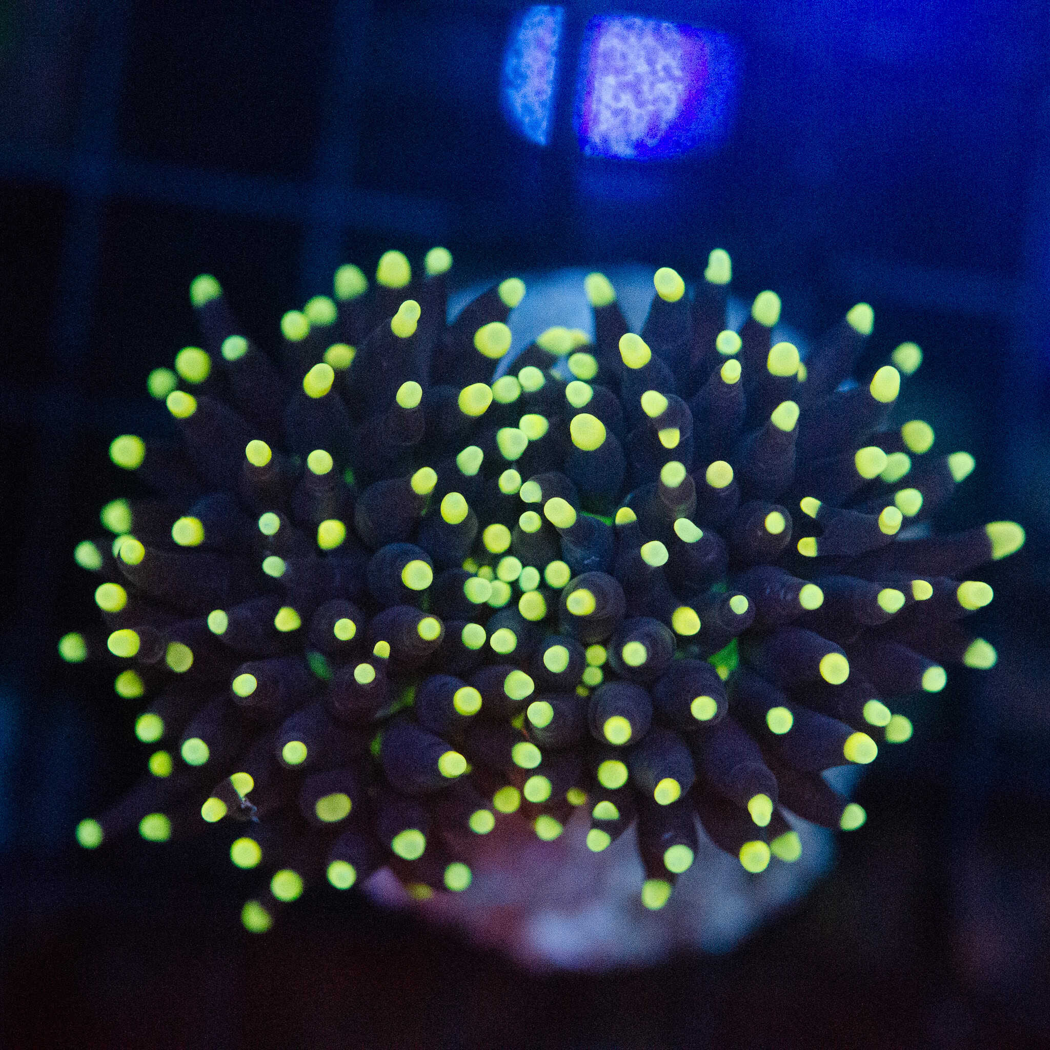 Yellow Tip Torch - Image 2