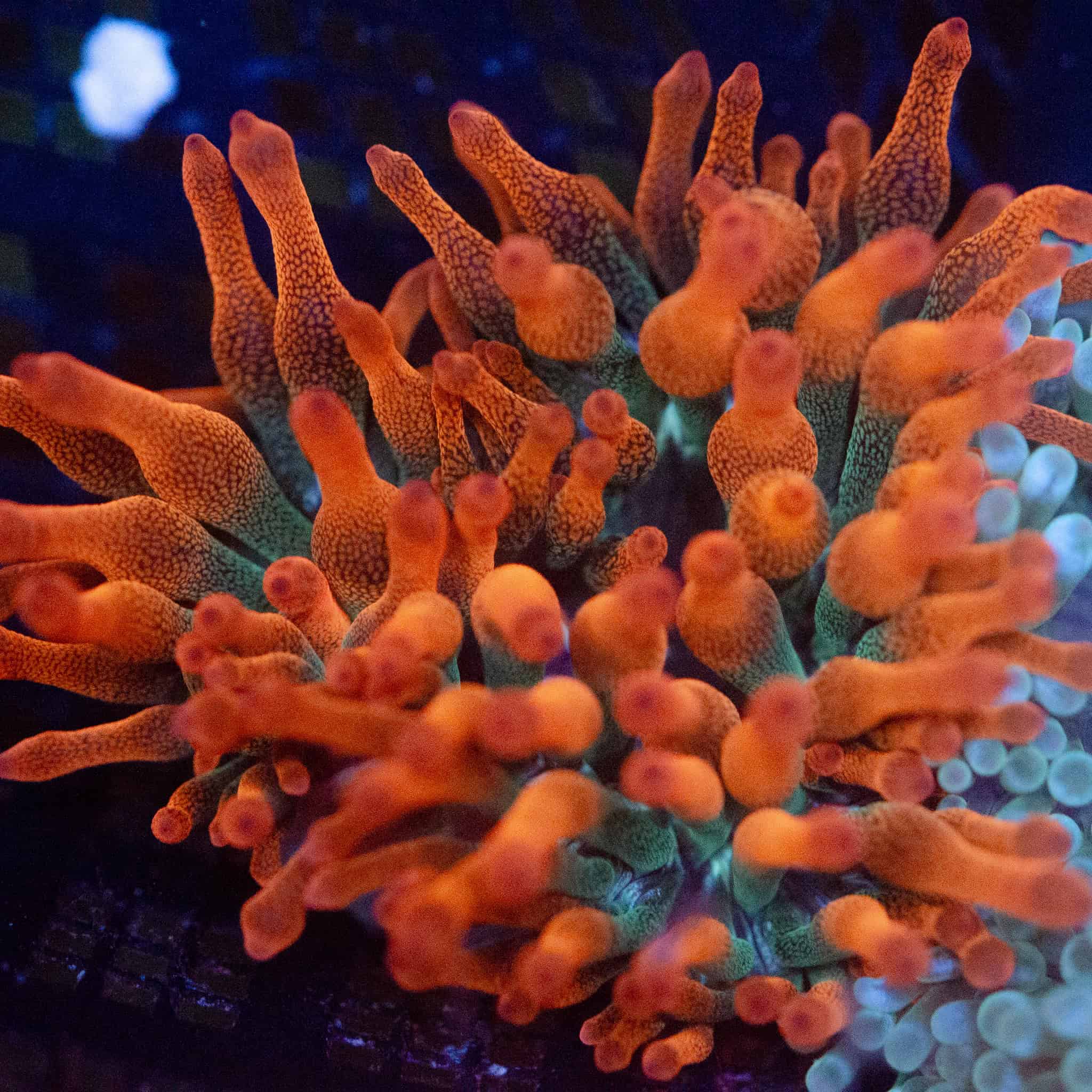 Tricolour Bubble Tip Anemone - Image 2