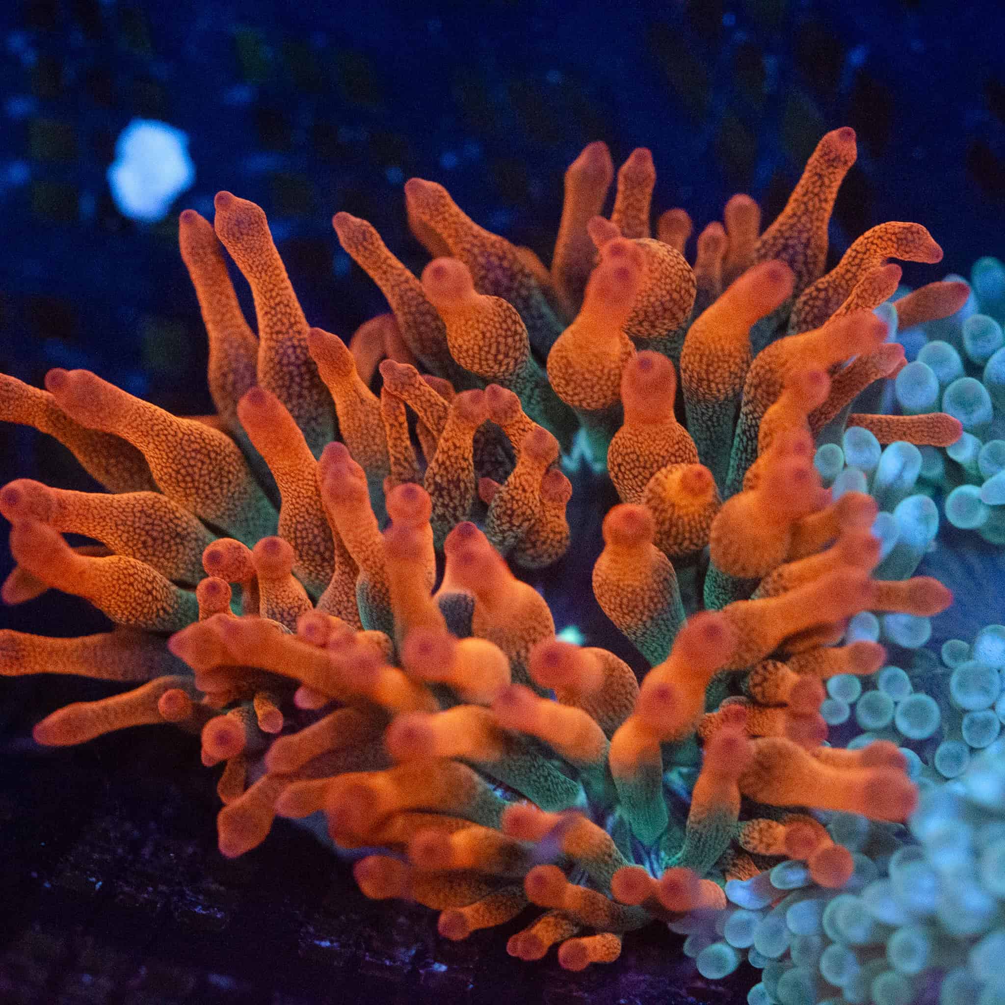 Tricolour Bubble Tip Anemone - Image 3