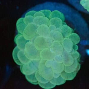 WYSIWYG Pale Green Bubble Coral